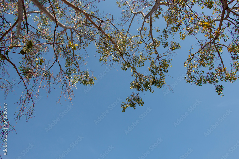 green leaf and sky green leaf and sky