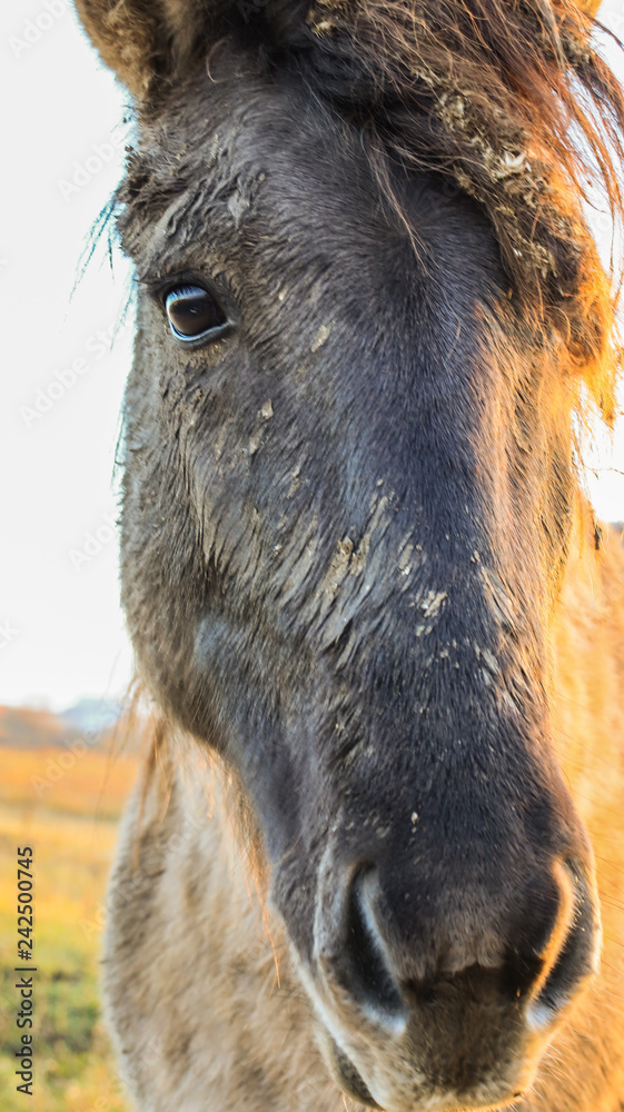 Fototapeta premium wildhorses