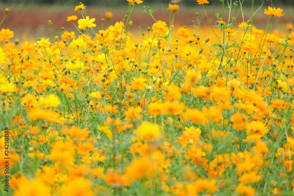 field of yellow flowers field of yellow flowers
