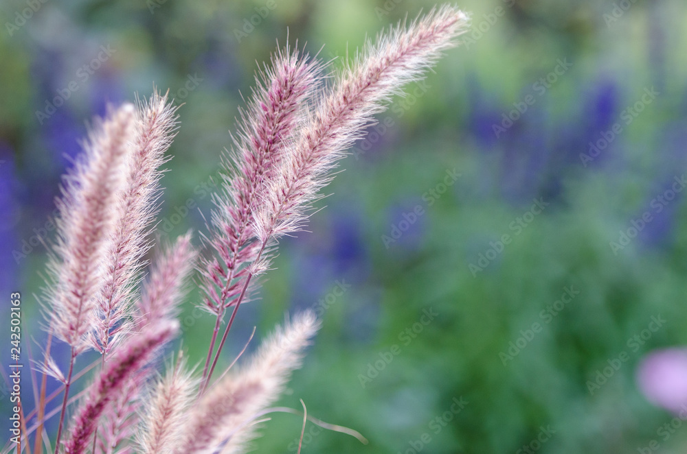 Beautiful reed , left aligned, on a defocused blurred background with copy space Beautiful reed , left aligned, on a defocused blurred background with copy space