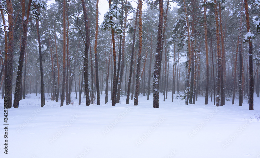 Winter pine forest in fog Winter pine forest in fog