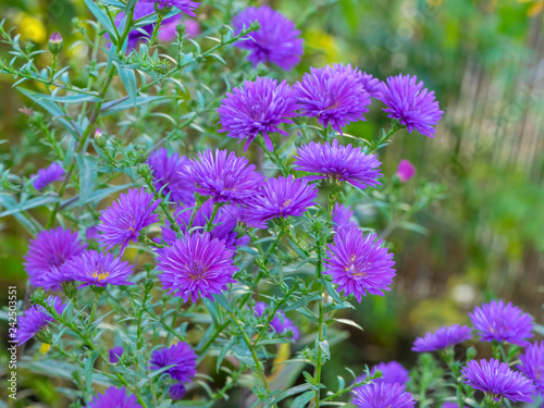 Fleurs d Aster d automne doubles de couleur bleu mauve