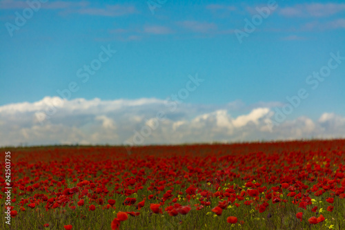 Poppies field and blue sky