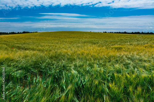 Grain field with green plants