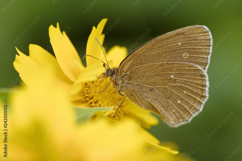 Brauner Waldvogel Brauner Waldvogel