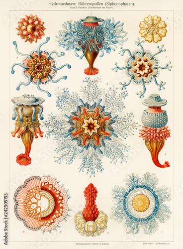 Obraz na plátně Hydromedusen, Röhrenquallen Siphonophoren, Tube Jellyfish, 1905, Haeckel 1834 –