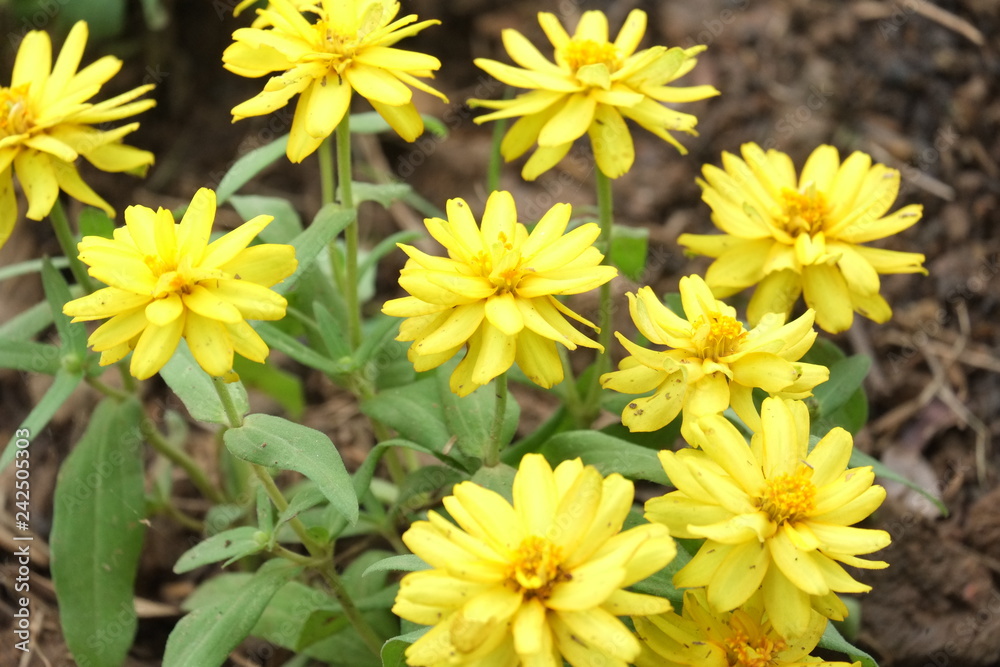 Fototapeta premium yellow flowers on green background