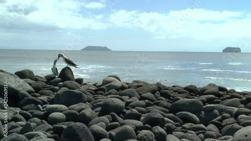 Blue Footed Boobies of the Galapagos photo