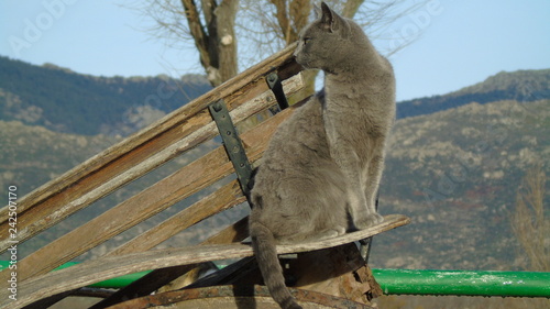 Gato silvestre sobre un carromato 