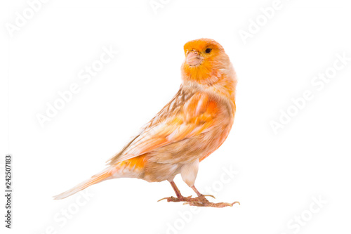 canary isolated photo