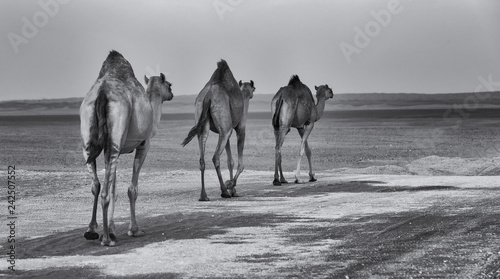 Row of camels walking a road at sunset in the desert artistic conversion