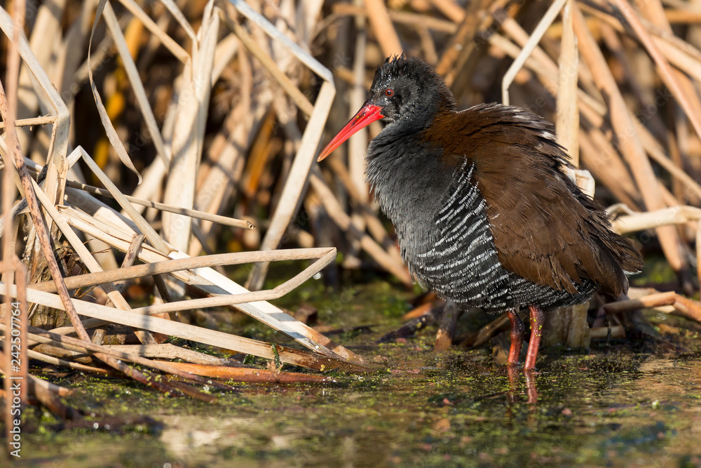 Fluffy African rail sitting in dry reeds to warm in a morning sun Fluffy African rail sitting in dry reeds to warm in a morning sun