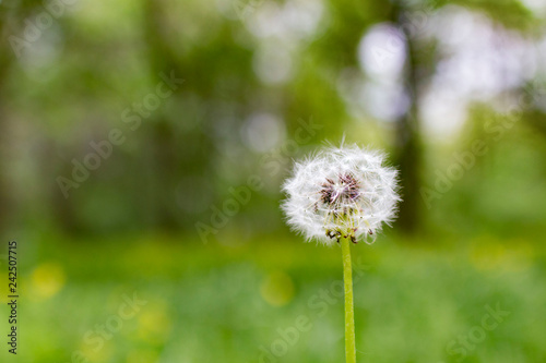 Dandelion