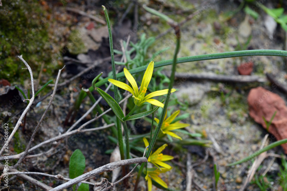 young plants in the garden