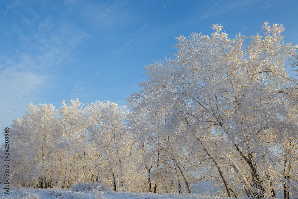 winter landscape, branches of trees in frost winter landscape, branches of trees in frost