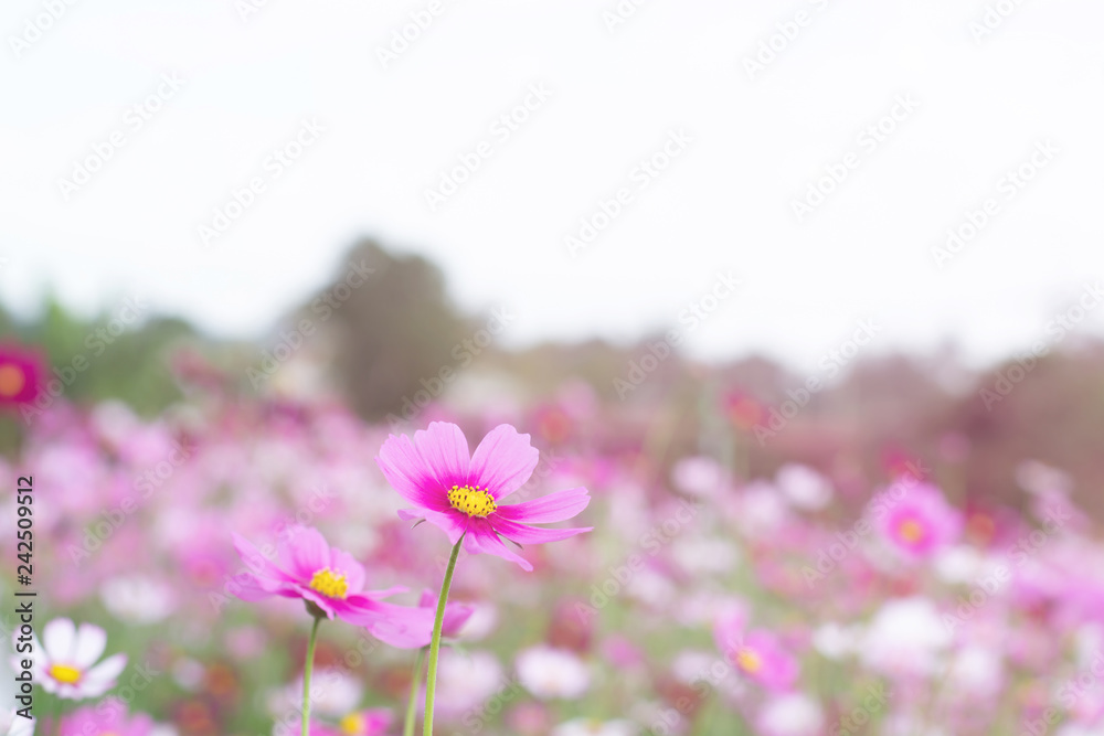 Beautiful pink cosmos flowers with nature background