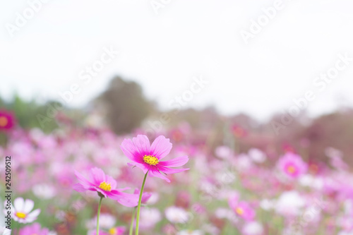 Beautiful pink cosmos flowers with nature background
