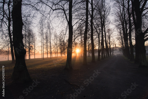 sunset in forest