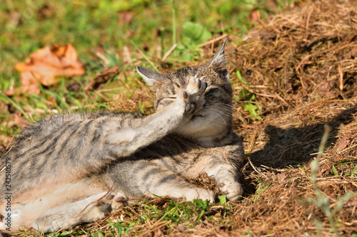 Domestic Cat washes and basking in the sun on the meadow © Pavol Klimek