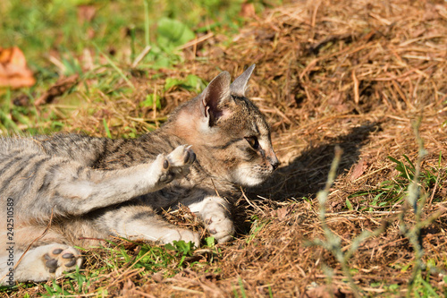 Domestic Cat washes and basking in the sun on the meadow