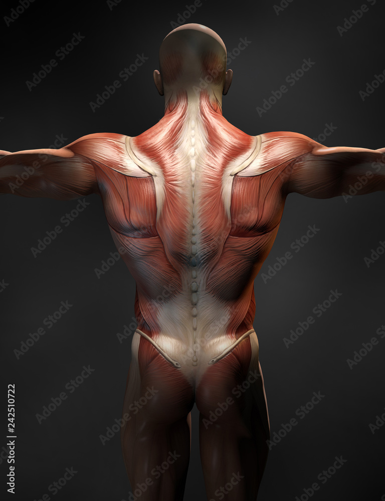 Obraz premium Back muscles of a man, medically 3D illustration