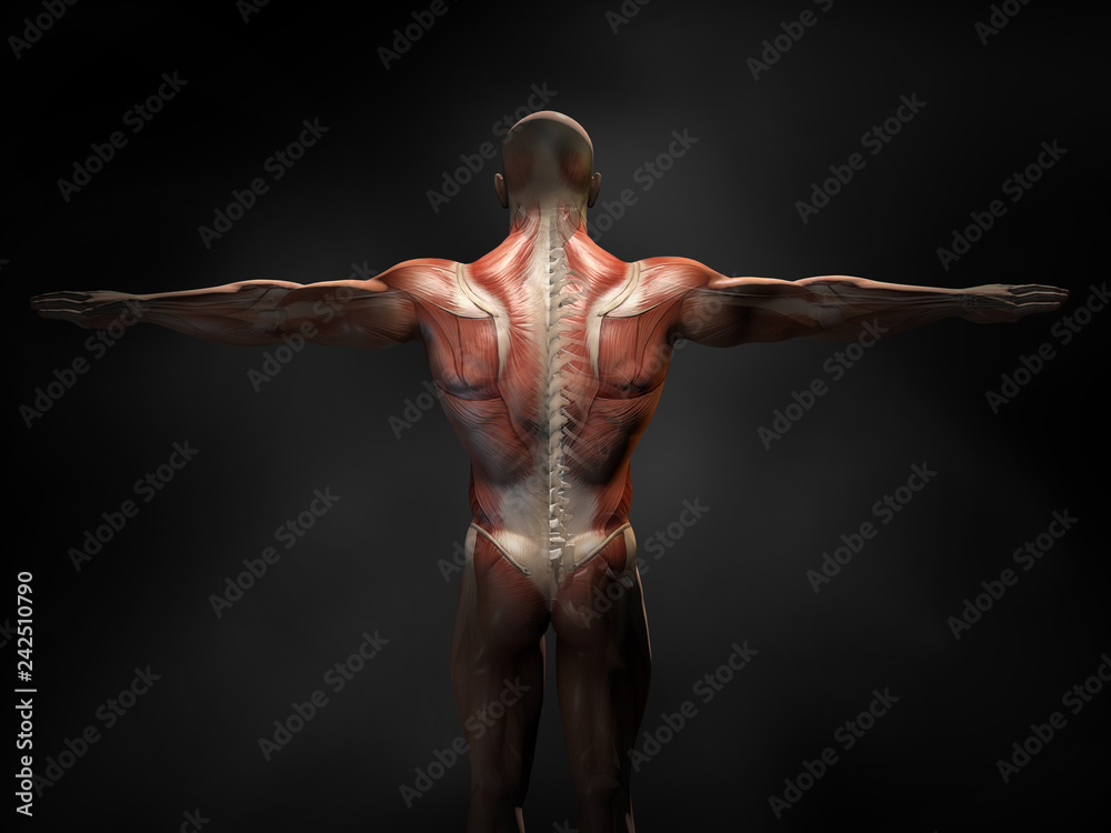 Póster Back muscles of a man with cross section of the spine, medically ...