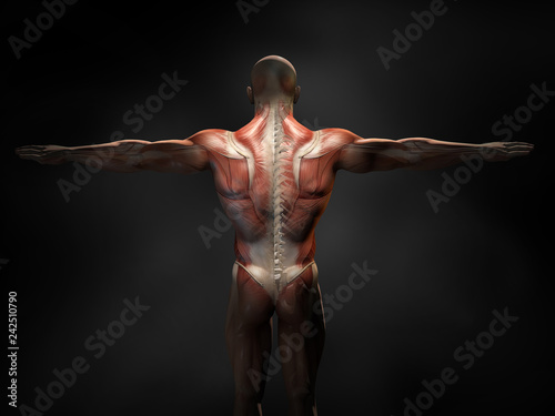 Back muscles of a man with cross section of the spine, medically 3D illustration