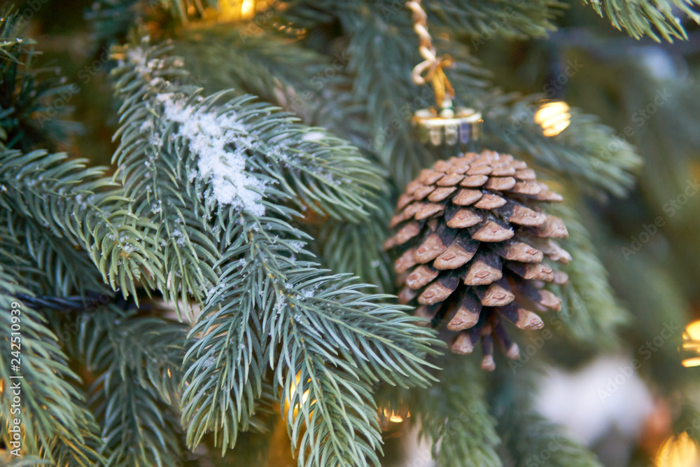 pine branch with cones