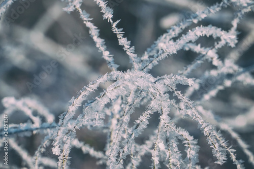 Beautiful frost on a frosty day on thin twigs © pro2audio