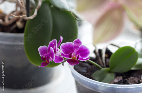 home Orchid flowers