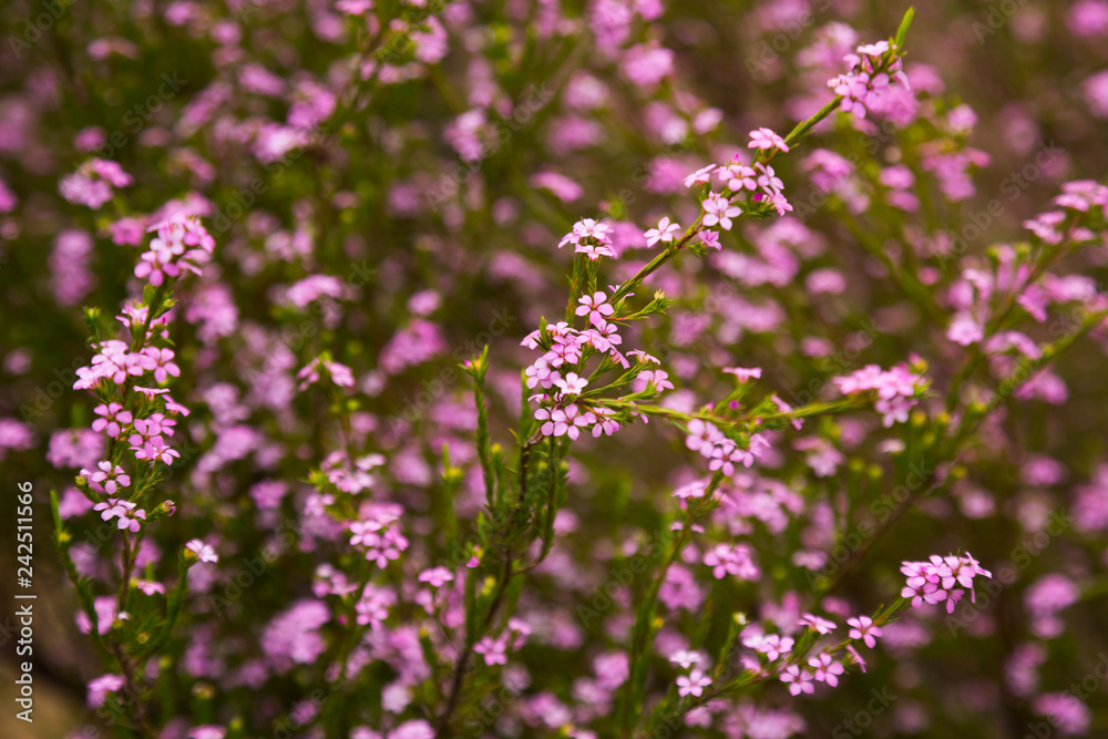 coleonema pulchellum pink flowers