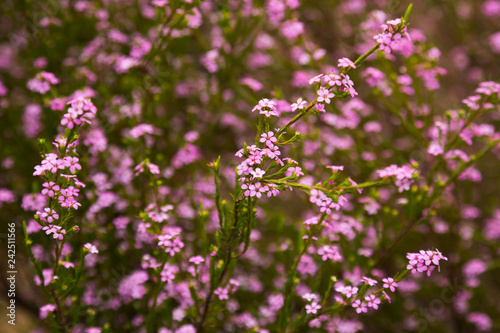 coleonema pulchellum pink flowers