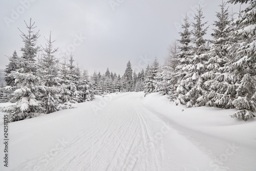 Winter landscape with cross-country ski trail.