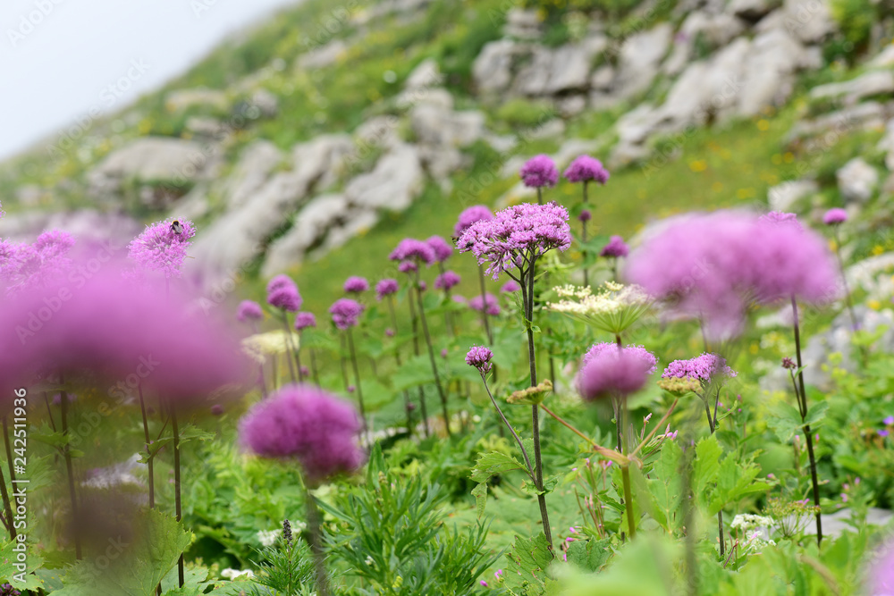 Fototapeta premium Alpendost