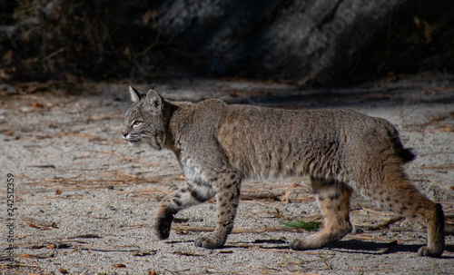 A Bobcat Stalking its Prey in Yosemtie Valley © Gloria Moeller
