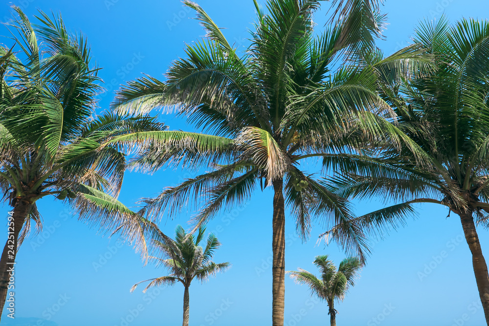Coconut palm tree and blue sky.