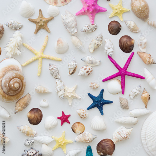 Marine composition. Pattern of seashells. Summer background.