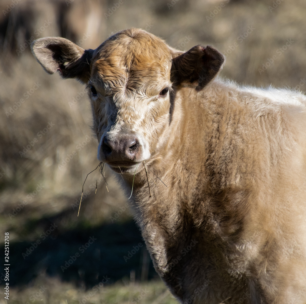 Curious Calf Pauses its Munching of Grass Curious Calf Pauses its Munching of Grass