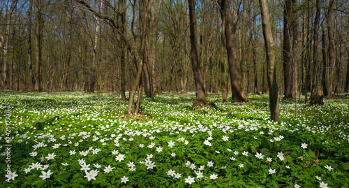 Anemone nemorosa flower in the forest in the sunny day. Wood anemone  windflower  thimbleweed. Fabulous green forest with blue and white flowers. Beautiful summer forest landscape.