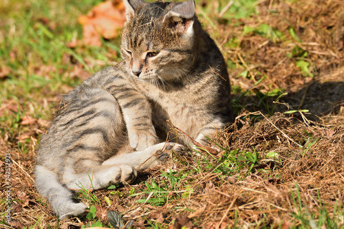 domestic cat lying on the sun and lazy photo