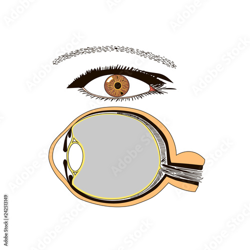Eye anatomy isolated vector flat image
