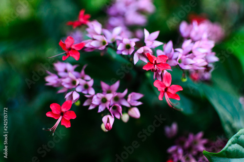 Small flowers in red and lilac colors on a green defocused background. Christ's Tear Flower