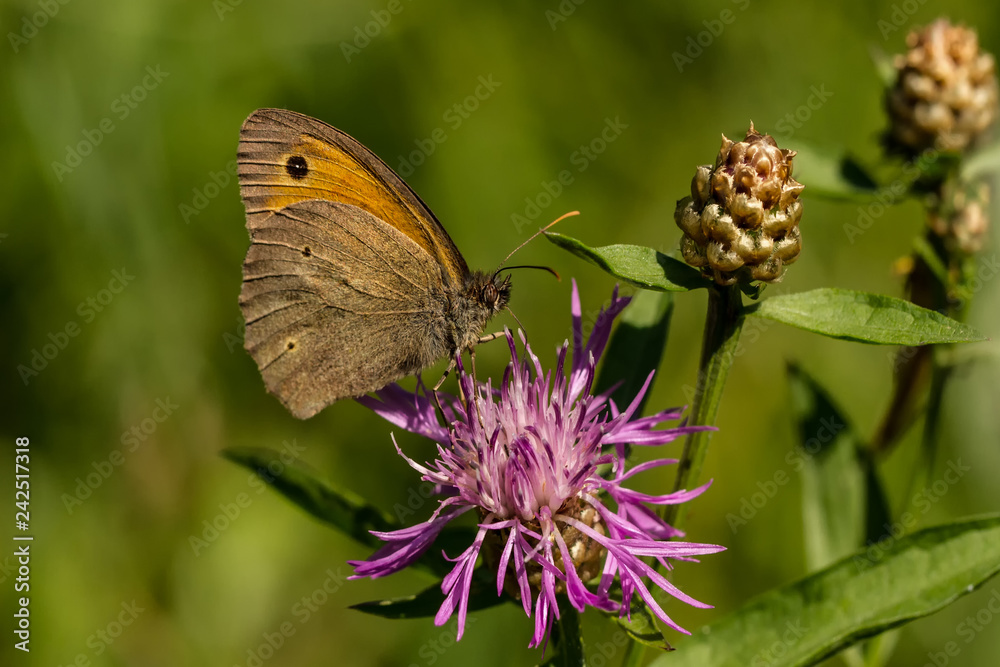 Obraz premium Großes Ochsenauge
