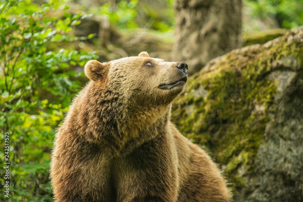 Close up image of old big brown bear, Ursus arctos, standing in front of a rock covered with moss looking up, summer day in National Park Bayerischer wald, blurry green background Close up image of old big brown bear, Ursus arctos, standing in front of a rock covered with moss looking up, summer day in National Park Bayerischer wald, blurry green background