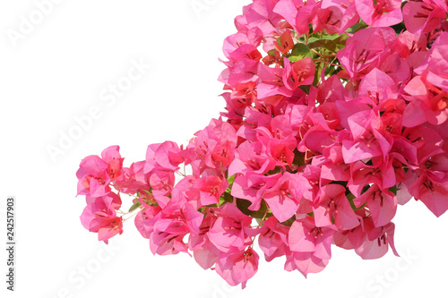 Fotografie Pink bougainvilleas on white background isolated.