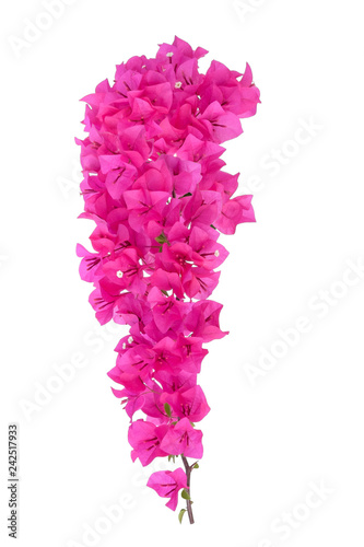 Pink bougainvilleas on white background isolated.