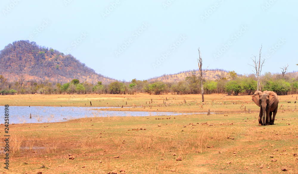 Scenic view of Lake Kariba witha mountain background and a large elephant and herd of Impala. Matusadona National Park, Zimbabwe Scenic view of Lake Kariba witha mountain background and a large elephant and herd of Impala. Matusadona National Park, Zimbabwe