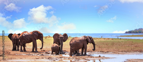 Small family herd of elephants standing at the waters edge of Lake Kariba in Matusadona National Park  Zimbabwe