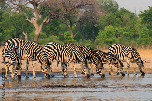 A straight line of Zebras with heads down in unison drinking from a waterhole in Hwange National Park, Zimbabwe, Southern Africa