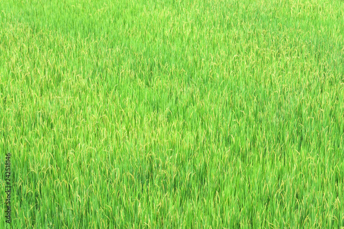 Rice field texture for background.